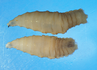 Screwworm larvae.png